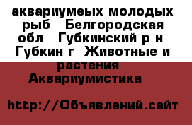 аквариумеых молодых рыб - Белгородская обл., Губкинский р-н, Губкин г. Животные и растения » Аквариумистика   